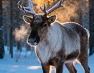 Foto de un reno en el Ártico.