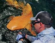 Primer tiburón nodriza con xantismo registrado en el mundo