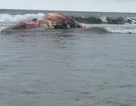 Una ballena varada en Villamil Playas.