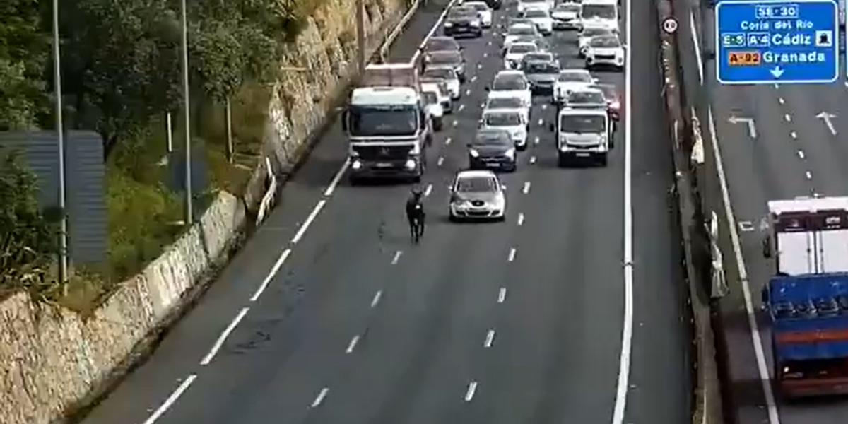 Burro escapa de una feria en Sevilla, España y ocasiona colapso de una autovía