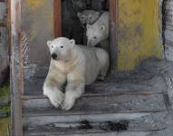 El grupo de osos polares ya acomodados en la antigua estación de investicación