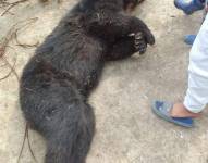 Oso andino presuntamente víctima de cacería ilegal.