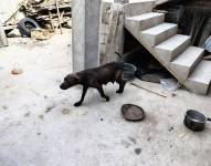 Ximena vivía debajo de una grada junto a sus cachorros.
