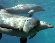 Imágenes de delfines bajo el mar.