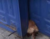 Así fue el rescate de un perro que quedó atrapado en una puerta, en Quito