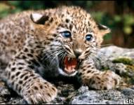 ¿De dónde sacó sus manchas el leopardo?