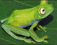 El informe se publicó al tiempo que se celebra una reunión en Japón sobre biodiversidad.