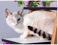 Entre los modelos estuvo Bombero, un gato que perdió un ojo y una pata.