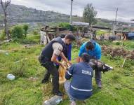 Crueldad animal en Quito: piden la pena máxima para la mujer que colgó a un perro de un árbol