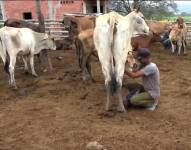 Imagen de una persona ordeñando una vaca en Los Lojas, Daule.