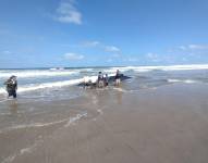 Las ballenas quedaron varadas entre Engabao y Engunga.