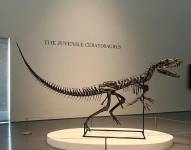 Dinosauro Ceratosaurus