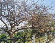 Imagen de árboles en un espacio verde de Lomas de Urdesa, norte de Guayaquil.