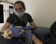 Los perros y los gatos pueden infectarse de la variante Alfa y sufrir problemas cardíacos, según un estudioLUCA FERASIN5/11/2021