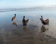 Perú reporta la muerte de 13.000 aves marinas silvestres por gripe aviar