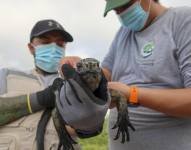 Tras el rastro de la iguana de Galápagos, el único lagarto marino del mundo