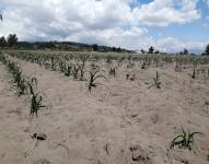 Comunidades de Cotopaxi piden ayuda debido a una sequía prolongada
