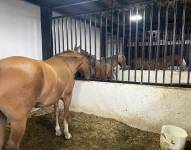 En uno de los solares, construido con cemento, techado, con cámaras y sistema de ventilación, las autoridades encontraron cinco caballos y un bar.