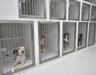 27 perros fueron rescatados dentro de la Penitenciaría del Litoral en Guayaquil.