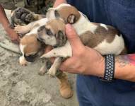 Imagen de cachorros rescatados en la Penitenciaría de Guayaquil.