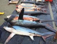 En mercados de Quito se vende carne de tiburón, diciendo que es otro tipo de pescado