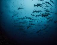El tiburón martillo común se registró con mayor frecuencia en las áreas marinas protegidas del sur, como Galápagos y Malpelo.