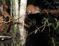 En las expediciones participaron investigadores de Inabio, del Museum Koenig, de la Pontificia Universidad Católica, así como del Instituto de Diversidad y Evolución Austral.