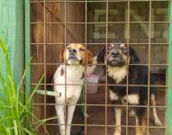 Autoridades y la sociedad civil se unieron para ayudar a los 270 perros del Refugio Amigos de Isabella.