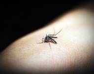Guayaquil registra más de 4 mil casos de dengue. Foto: Pixabay/Referencial