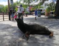 Fotografía cedida por el Parque Nacional Galápagos, que muestra al lobo marino de la isla San Cristóbal en las islas Galápagos. EFE