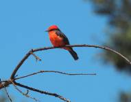 La aparición de estas aves se debe a un ambicioso programa de manejo experimental para reducir los impactos de las especies invasoras en las islas.