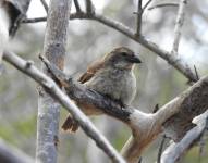 Fotografía sin fecha cedida por Ibhet Alarcón Parque Nacional Galápagos, del pinzón de manglar, el ave más críticamente amenazada del archipiélago ecuatoriano de Galápagos (Ecuador). EFE/Ibhet Alarcon/Parque Nacional Galápagos
