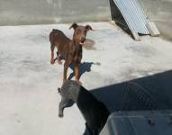 La UBA atendió una alerta de un presunto caso de maltrato animal en un Conjunto residencial, en Conocoto.