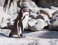 Pingüino de Humboldt (Spheniscus humboldti) sobre piedras.