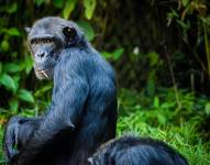 Foto referencial a Chimpancés.