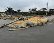 Fragmentos del cuerpo ya se han dispersado en distintos tramos de la playa, lo que incrementa la preocupación en la comunidad.