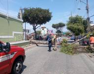 El árbol cayó sobre un vehículo que estaba estacionado.