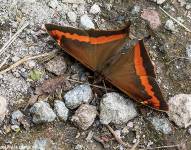 Foto de la mariposa Corades Yanacocha.