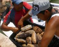 La pesca del pepino de mar está regulada por autoridades ecuatorianas.