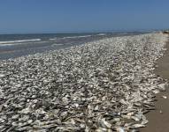 Decenas de miles de peces muertos fueron traídos por la marea hasta Bryan Beach, en la costa de Texas, Estados Unidos