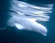 La beluga fue vista también en Lysekill, una localidad de Noruega, y se cree que lleva consigo un arnés de procedencia rusa.