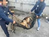 Jacko fue retirado del domicilio y trasladado a una clínica veterinaria para su atención urgente.