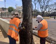 El plan para frenar la expansión de la cochinilla se compone de la poda y tala controlada de los árboles, fumigación y endoterapia.