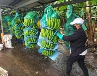 Imagen de una inspección a una finca bananera en El Triunfo, en febrero de 2022.