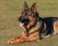 Foto referencial de un pastor alemán