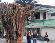 Imagen de la mutilación de árboles en la ciudadela Las Garzas, norte de Guayaquil.