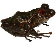Una nueva especie de rana en Ecuador es nombrada ledzeppelin
