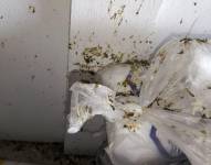 Las paredes y productos estaban contaminados con excremento de palomas.