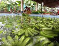 Imagen de archivo de una plantación de plátano verde en Guayas.