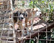 Imagen referencial de perros.